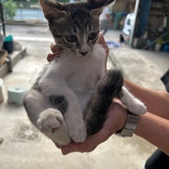 推定3〜4ヶ月の子猫です！
