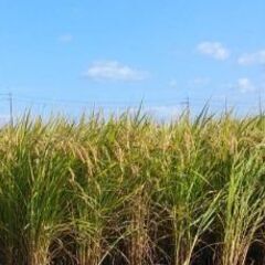 令和6年度　兵庫県産　ヒノヒカリ　 玄米　30キロ