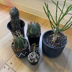 ユーフォルビア5種