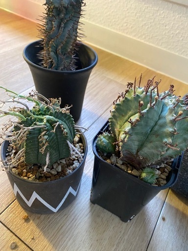 ユーフォルビア5種
