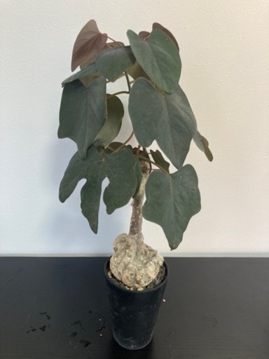 アデニア　ステイローサ　生活雑貨 家庭用品 ガーデニング