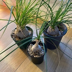 塊根植物棚3株