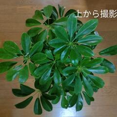 　観葉植物　カポック　シェフレアの画像