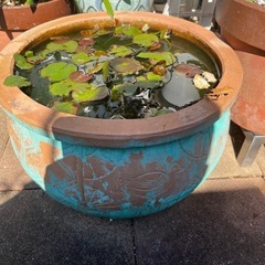 睡蓮　鉢