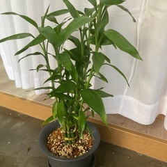 観葉植物🪴ミリオンバンブー

