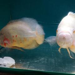 多少なら値引き相談可アルビノオスカー2匹(ペア？)の画像