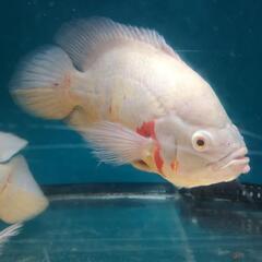 多少なら値引き相談可アルビノオスカー2匹(ペア？)の画像