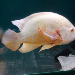 多少なら値引き相談可アルビノオスカー2匹(ペア？)の画像