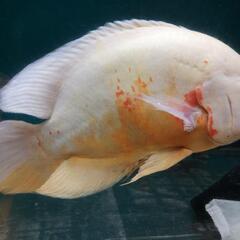 多少なら値引き相談可アルビノオスカー2匹(ペア？)の画像