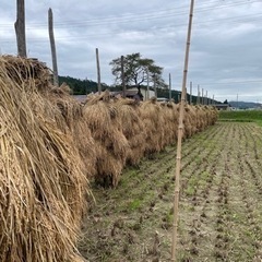 【受付終了】令和6年宮城県登米市産みやこがねもち　玄米10kg