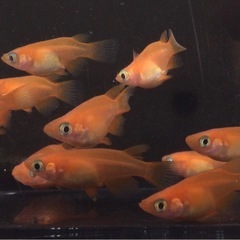終了⭐️紅帝ダルマ⭐️ 10匹　お買い得です