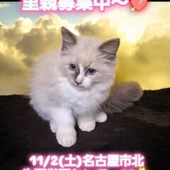 里親さま募集中！生後2ヵ月ラグドール♂(⋈◍＞◡＜◍)。✧♡
