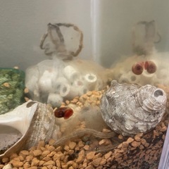 レッドラムズホーン10匹100円アナカリス付の画像