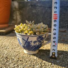 姫秋麗　多肉植物　カップ付き