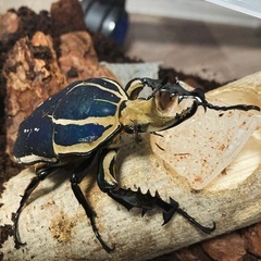 決まりました)ウガンデンシスオオツノカナブン　幼虫