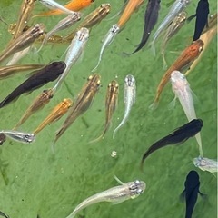 ミックスメダカ２０匹１０００円ですの画像