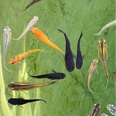 ミックスメダカ２０匹１０００円ですの画像