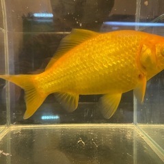  金魚３匹セット　
の画像
