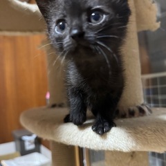 ミニサイズの黒猫