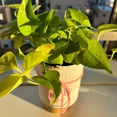 ポトス（グリーンライム）観葉植物　鉢直径約11㎝　高さ約25㎝　撮影時