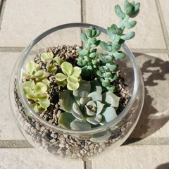 多肉植物　寄せ植え　そのまま飾れる