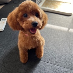 犬友達募集