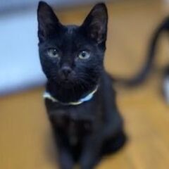 山の中で保護した仔猫兄弟の黒猫のクロマメちゃん。