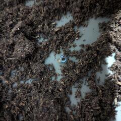 フォルスターフタマタクワガタ 亜種 キヨタミ 幼虫の画像