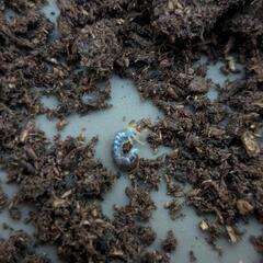 フォルスターフタマタクワガタ 亜種 キヨタミ 幼虫の画像