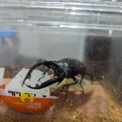 フォルスターフタマタクワガタ 亜種 キヨタミ 幼虫