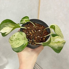 ①ポトス ステータス