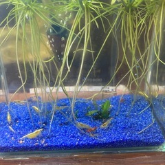 イエローゴールデンバックシュリンプ＋青い砂の画像