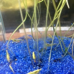 イエローゴールデンバックシュリンプ＋青い砂の画像