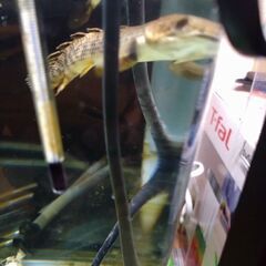 問い合わせ中　熱帯魚　ポリプテルス　キャット　アヌビアスバルテリーの画像