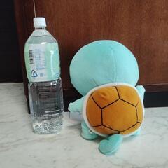 ②ゼニガメの画像