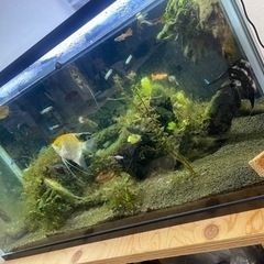 熱帯魚