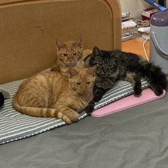 猫（6か月）の里親を探しています
