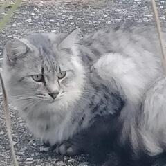 ロングヘア 男の子