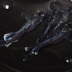 完売🙇🐟️ミッドナイトフリル　ラメ✨️　２ペア🉐　きれいです✨️ 安心現物個体　№40の画像