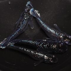 完売🙇🐟️ミッドナイトフリル　ラメ✨️　２ペア🉐　きれいです✨️ 安心現物個体　№40の画像