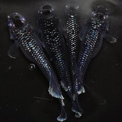 完売🙇🐟️ミッドナイトフリル　ラメ✨️　２ペア🉐　きれいです✨️ 安心現物個体　№40の画像