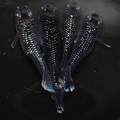完売🙇🐟️ミッドナイトフリル　ラメ✨️　２ペア🉐　きれいです✨️ 安心現物個体　№40の画像