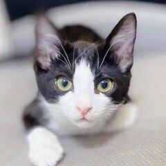 山の中で保護した仔猫兄弟の兄、白黒ハチワレの小太郎。 - 伊豆の国市