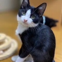 山の中で保護した仔猫兄弟の兄、白黒ハチワレの小太郎。 - 猫
