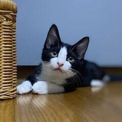 山の中で保護した仔猫兄弟の兄、白黒ハチワレの小太郎。 − 静岡県