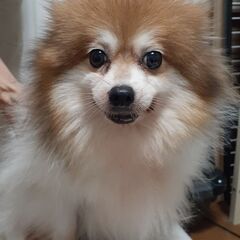 🎀里親様決定🐶るり花ちゃん