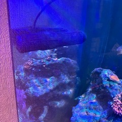 海水魚、サンゴ、ウェーブポンプ(マックススペクト)の画像