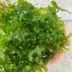 モスファン  水草の画像