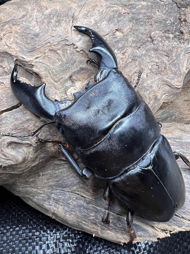 即ブリ！スマトラヒラタ　♂100mm×♀52mm ペア