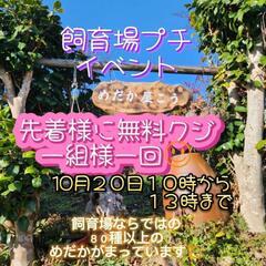 【めだか屋こう】飼育場プチイベント